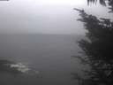 ./images/koeye/fitz-hugh/20241110/fitz-hugh20241110_120002.jpg