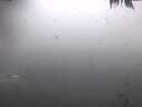 ./images/koeye/fitz-hugh/20250131/fitz-hugh20250131_154001.jpg