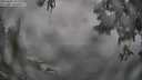./images/koeye/fitz-hugh/20250603/fitz-hugh20250603_181510M.jpg