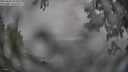 ./images/koeye/fitz-hugh/20250603/fitz-hugh20250603_183510M.jpg