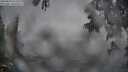 ./images/koeye/fitz-hugh/20250603/fitz-hugh20250603_211509M.jpg