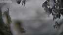 ./images/koeye/fitz-hugh/20250627/fitz-hugh20250627_195508M.jpg