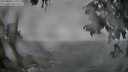 ./images/koeye/fitz-hugh/20250810/fitz-hugh20250810_111011M.jpg