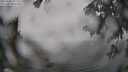 ./images/koeye/fitz-hugh/20250810/fitz-hugh20250810_112011M.jpg