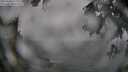 ./images/koeye/fitz-hugh/20250810/fitz-hugh20250810_112510M.jpg