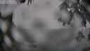 ./images/koeye/fitz-hugh/20250810/fitz-hugh20250810_113011M.jpg