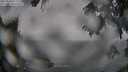 ./images/koeye/fitz-hugh/20250810/fitz-hugh20250810_113510M.jpg