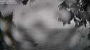 ./images/koeye/fitz-hugh/20250810/fitz-hugh20250810_114011M.jpg