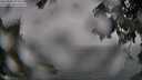 ./images/koeye/fitz-hugh/20250810/fitz-hugh20250810_114511M.jpg