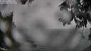 ./images/koeye/fitz-hugh/20250810/fitz-hugh20250810_115010M.jpg