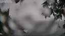 ./images/koeye/fitz-hugh/20250810/fitz-hugh20250810_115510M.jpg