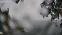 ./images/koeye/fitz-hugh/20250810/fitz-hugh20250810_120012M.jpg