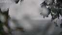 ./images/koeye/fitz-hugh/20250810/fitz-hugh20250810_120510M.jpg