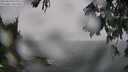 ./images/koeye/fitz-hugh/20250810/fitz-hugh20250810_121010M.jpg