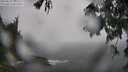 ./images/koeye/fitz-hugh/20250810/fitz-hugh20250810_122010M.jpg