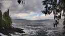 ./images/koeye/fitz-hugh/20260310/fitz-hugh20260310_131501M.jpg