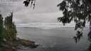 ./images/koeye/fitz-hugh/20260619/fitz-hugh20260619_083501M.jpg