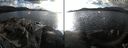 ./images/rivers-inlet/ethel/20240226/ethel20240226_154453.jpg