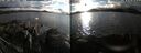 ./images/rivers-inlet/ethel/20241009/ethel20241009_173459.jpg